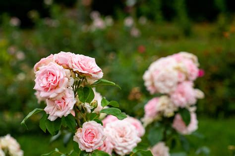 Rose nursery Aalsmeer: Rosarium Belle Epoque.